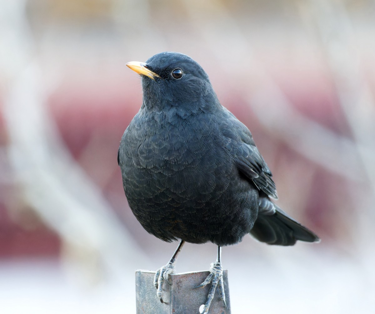 Tibetan Blackbird - ML646773034