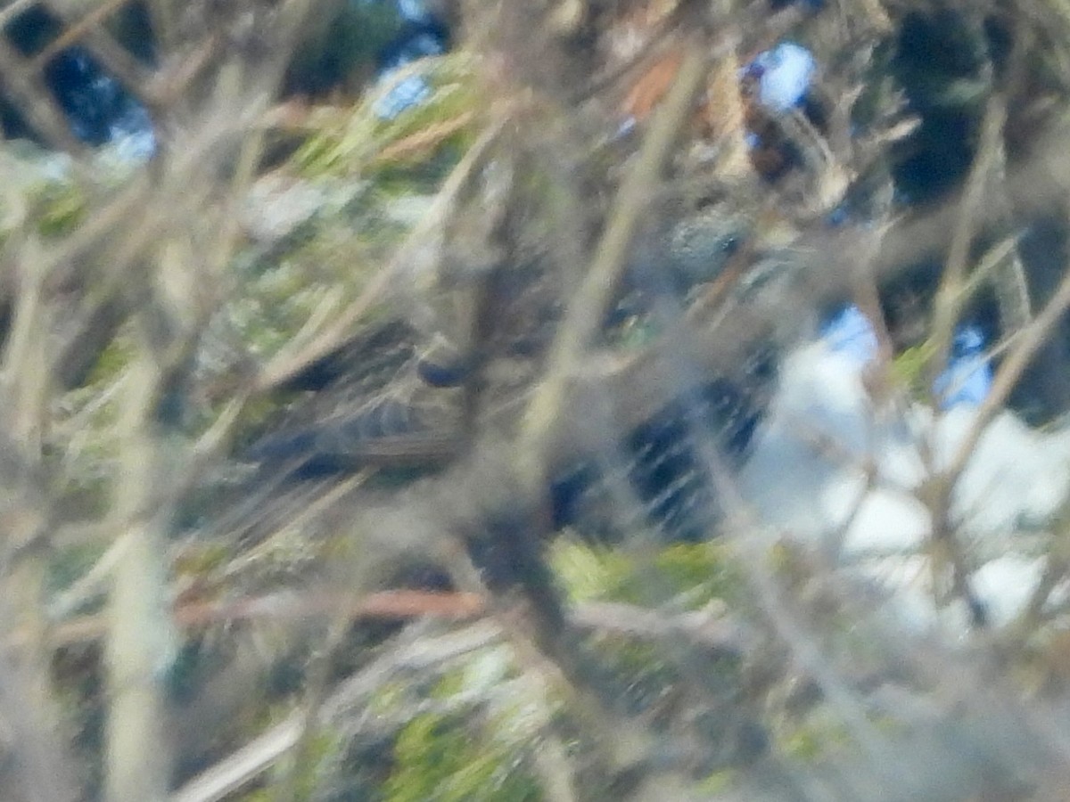 European Starling - ML646773035