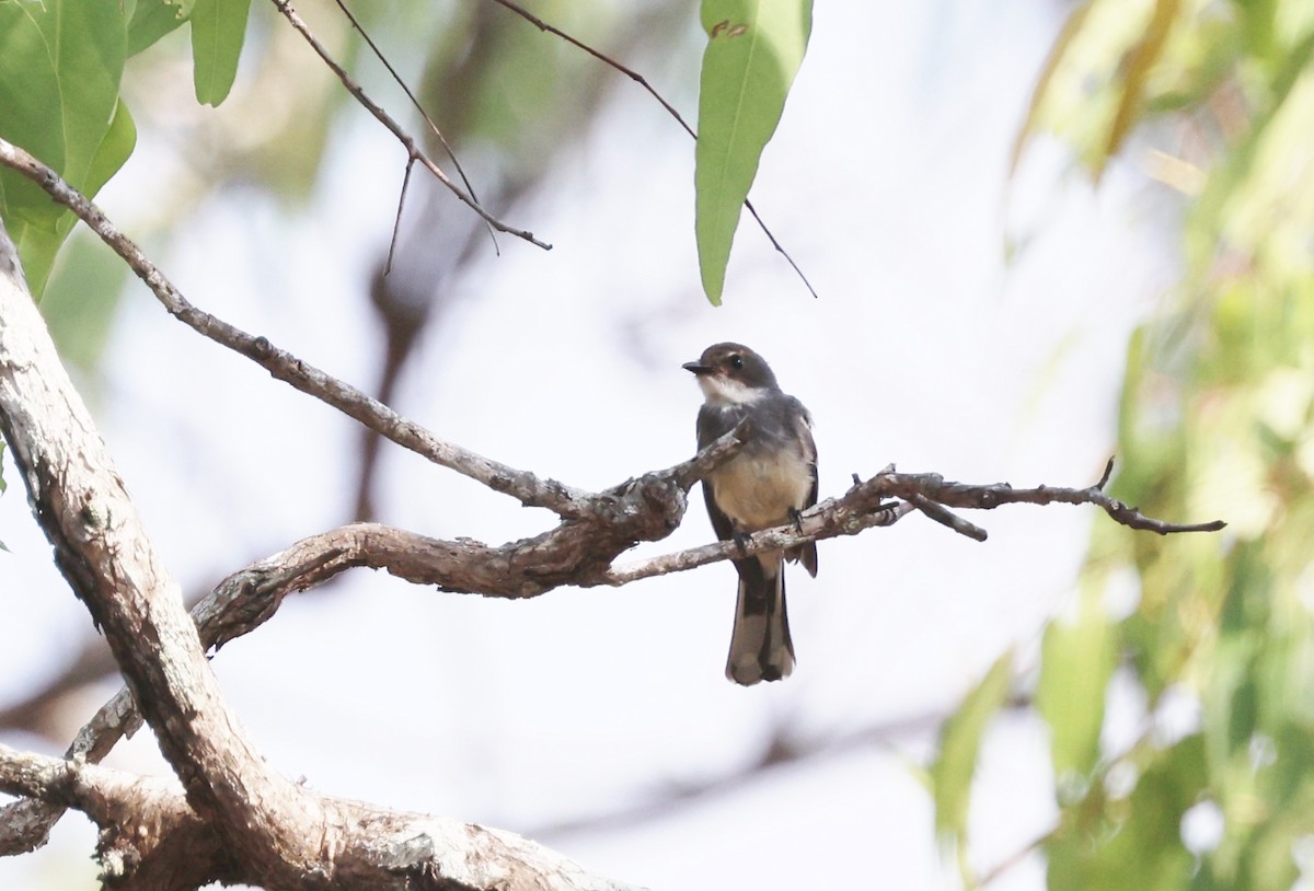 Northern Fantail - ML646773036