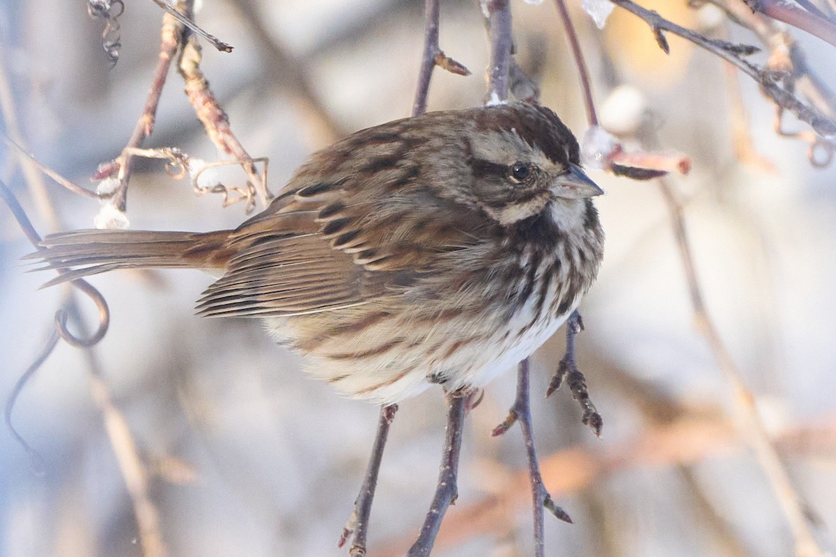 Song Sparrow - ML646773037