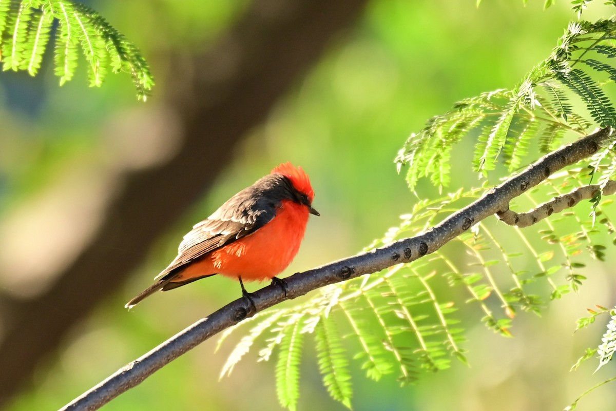 Vermilion Flycatcher (Northern) - ML646773038