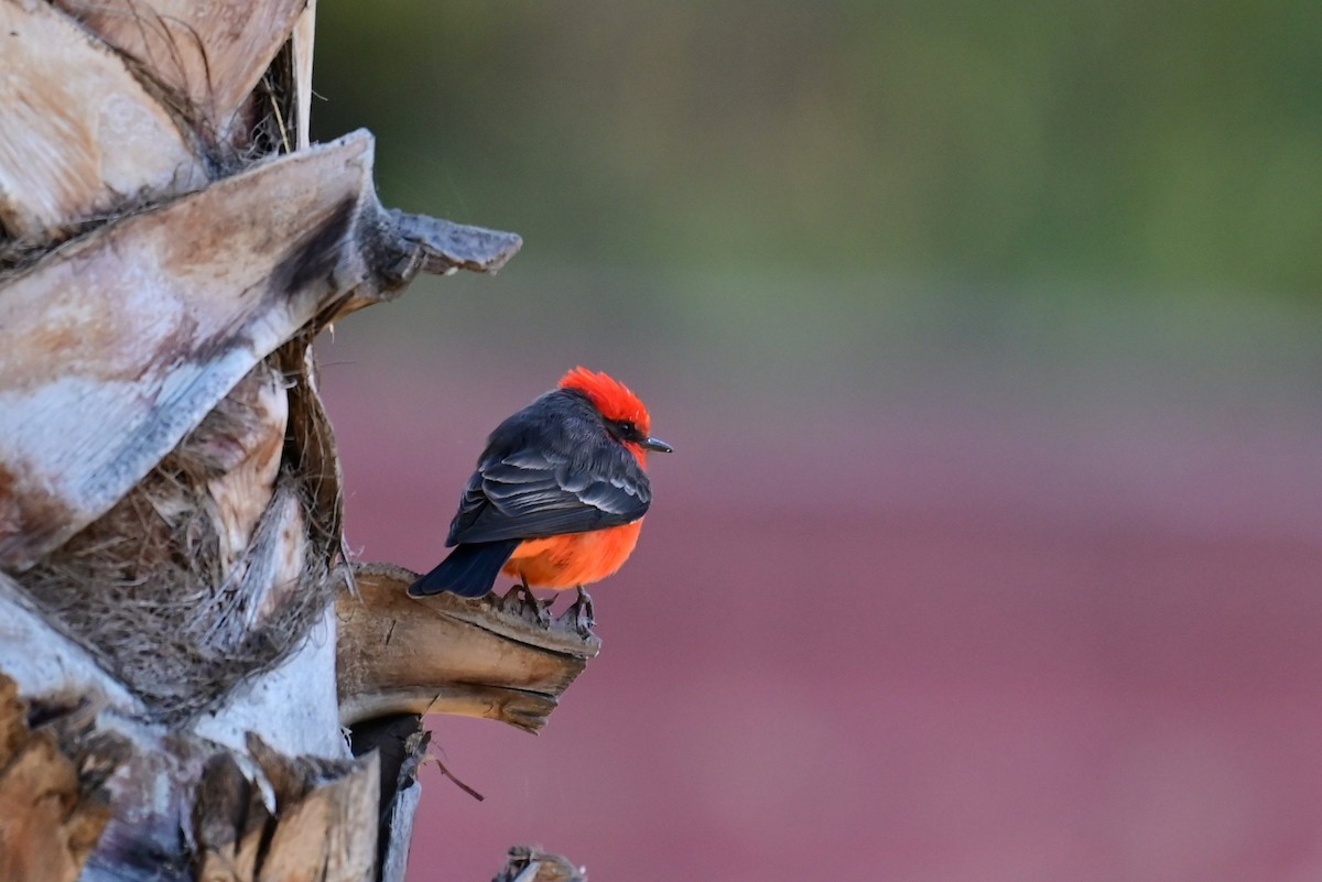 Vermilion Flycatcher (Northern) - ML646773039