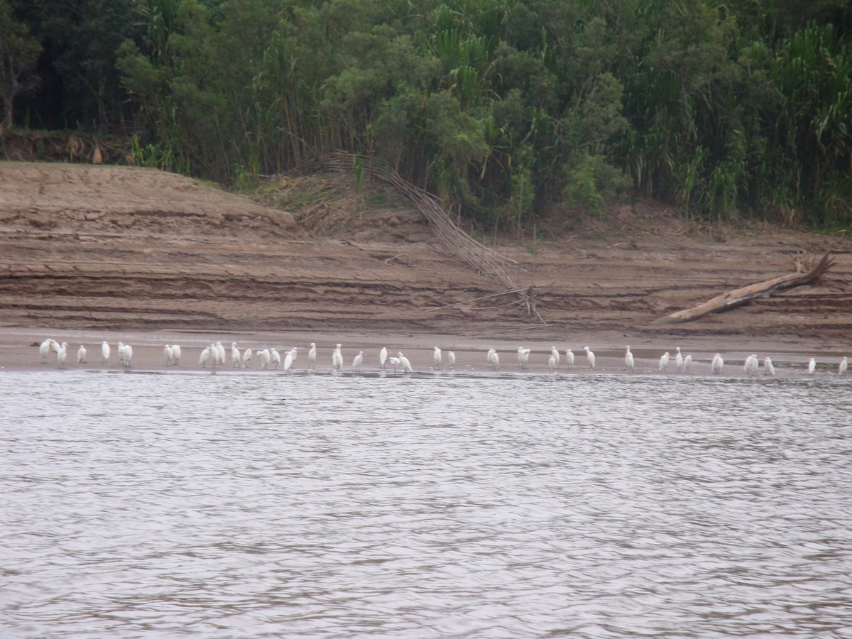 volavka rusohlavá - ML646773040