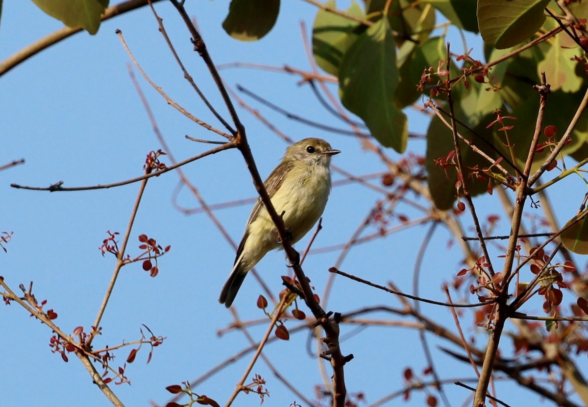 Lemon-bellied Flyrobin - ML646773041