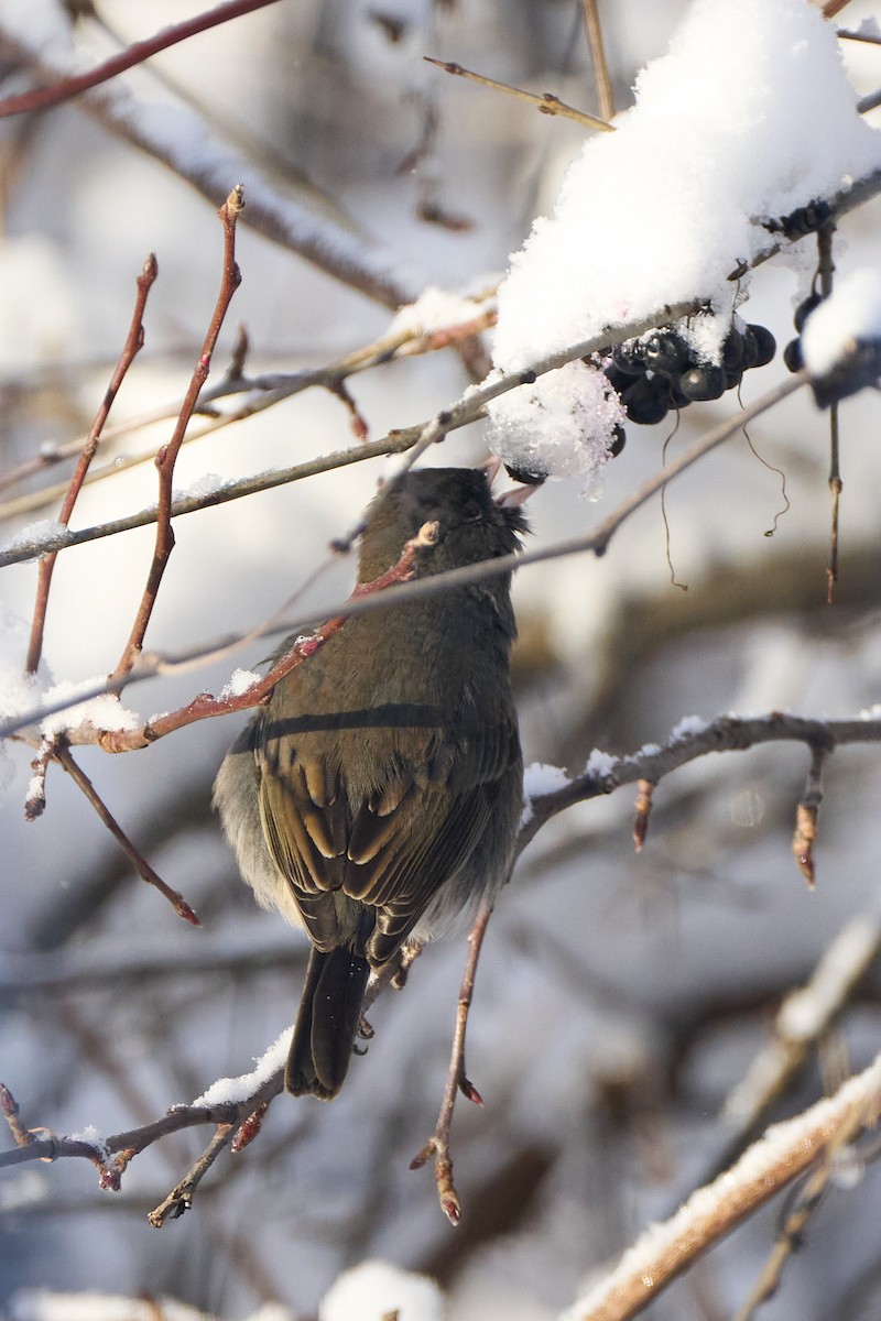 Dark-eyed Junco - ML646773042
