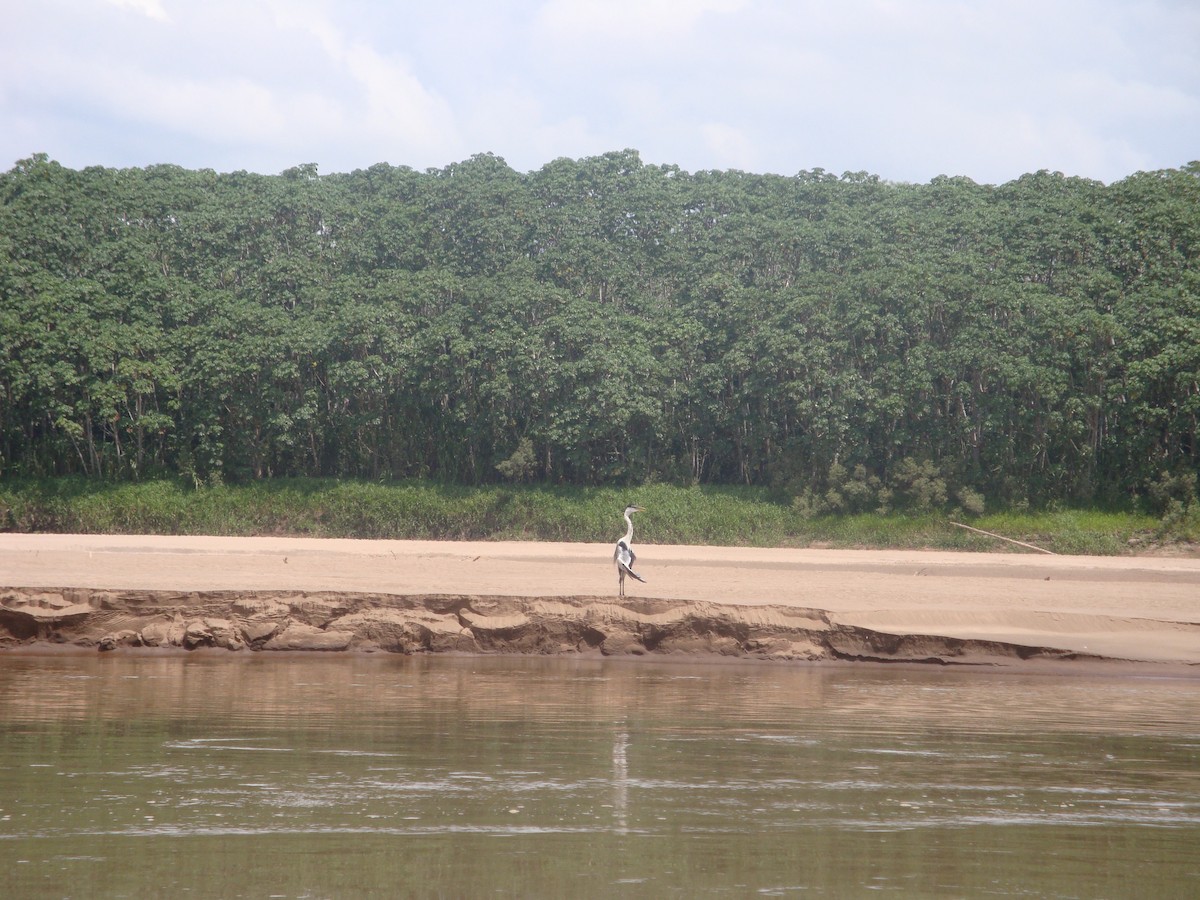 volavka jihoamerická - ML646773043