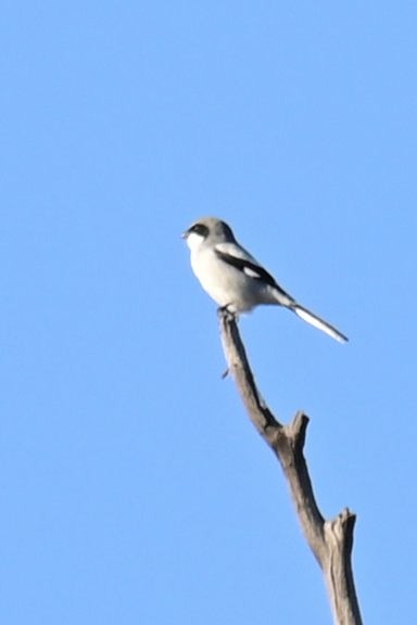 Amerika Örümcekkuşu - ML646773044