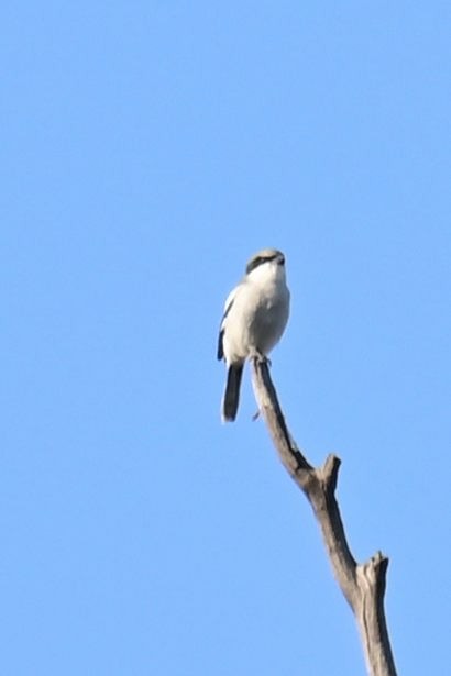 Amerika Örümcekkuşu - ML646773045