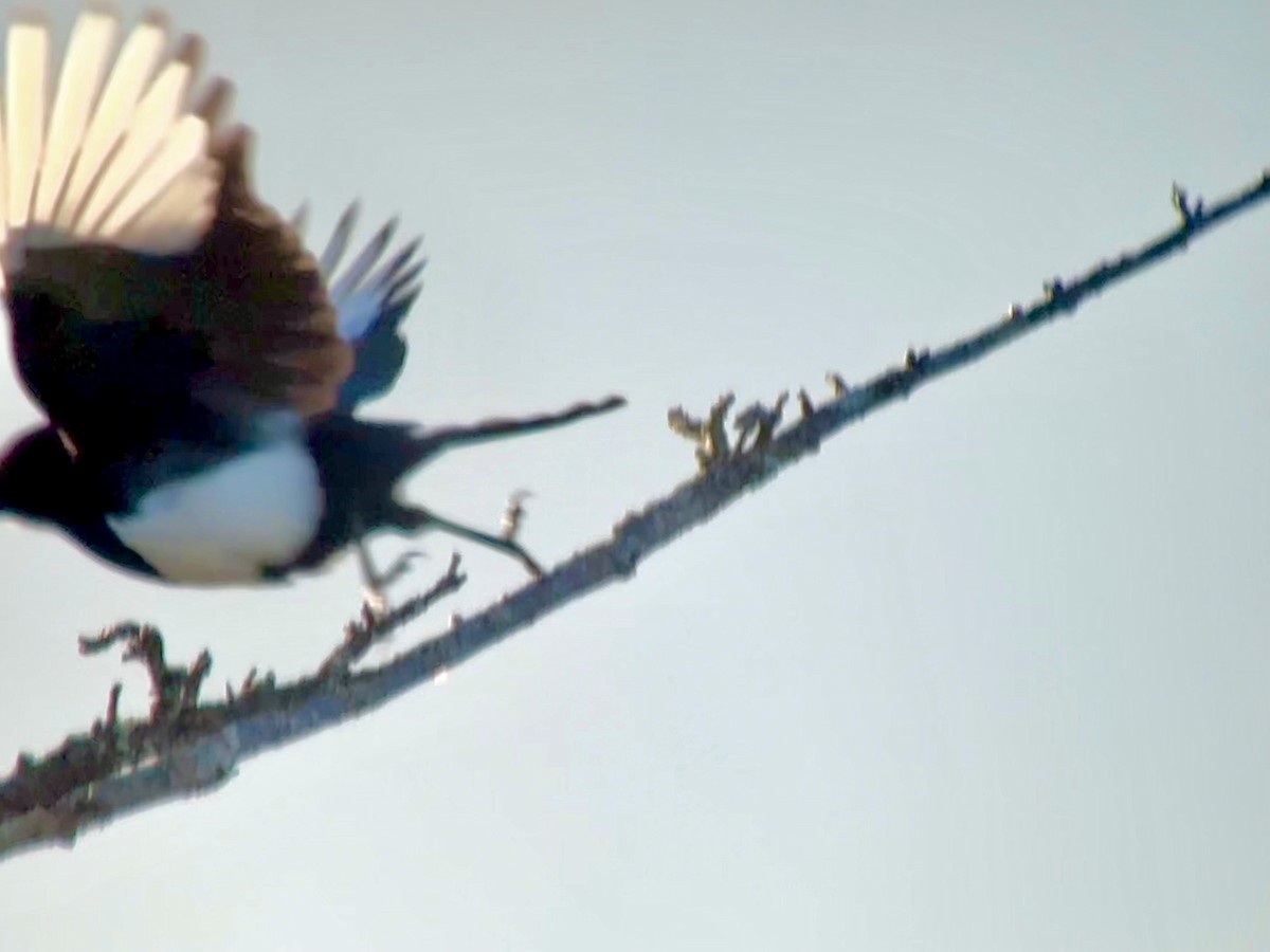Black-billed Magpie - ML646773046