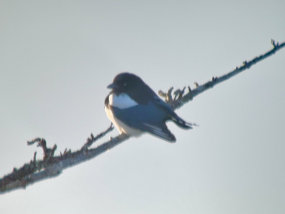Black-billed Magpie - ML646773047