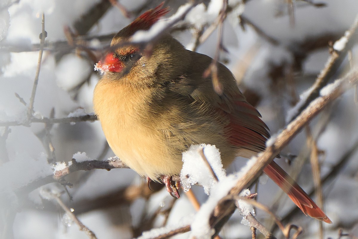 Northern Cardinal - ML646773048