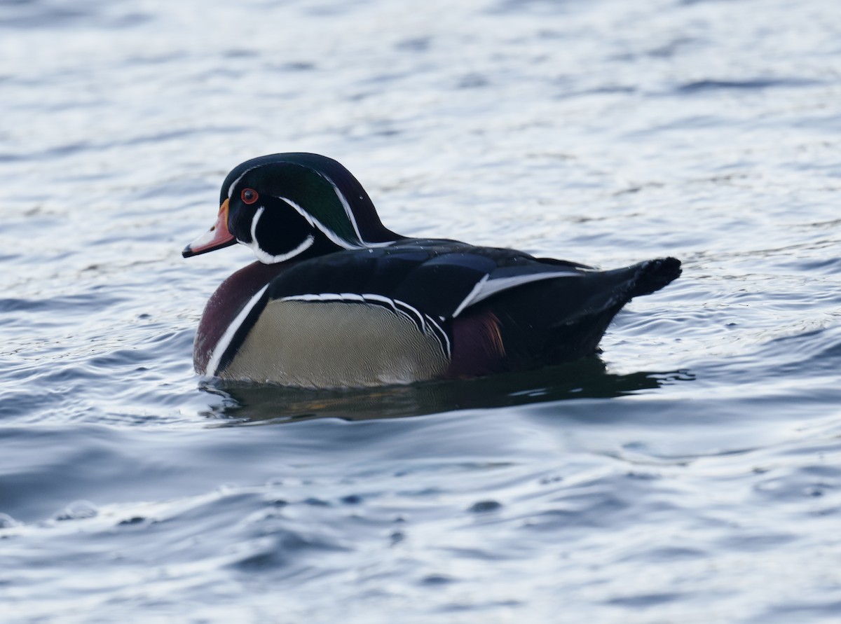 Brautente - ML646773049