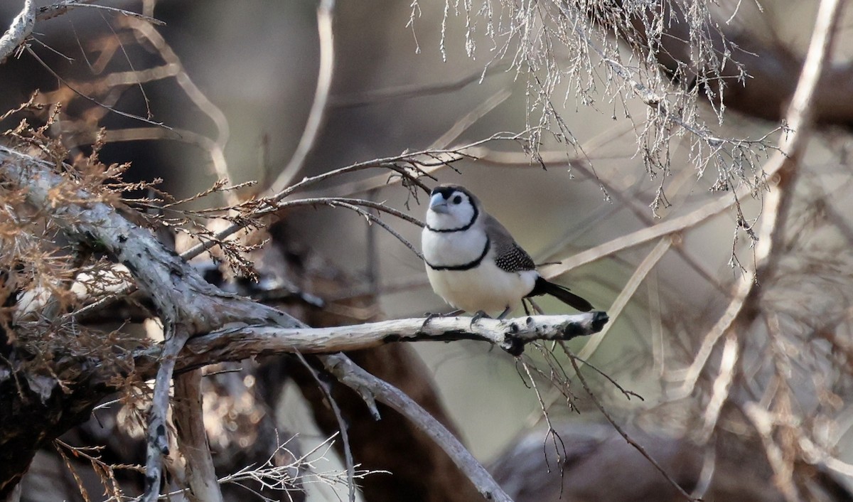 Double-barred Finch - ML646773052
