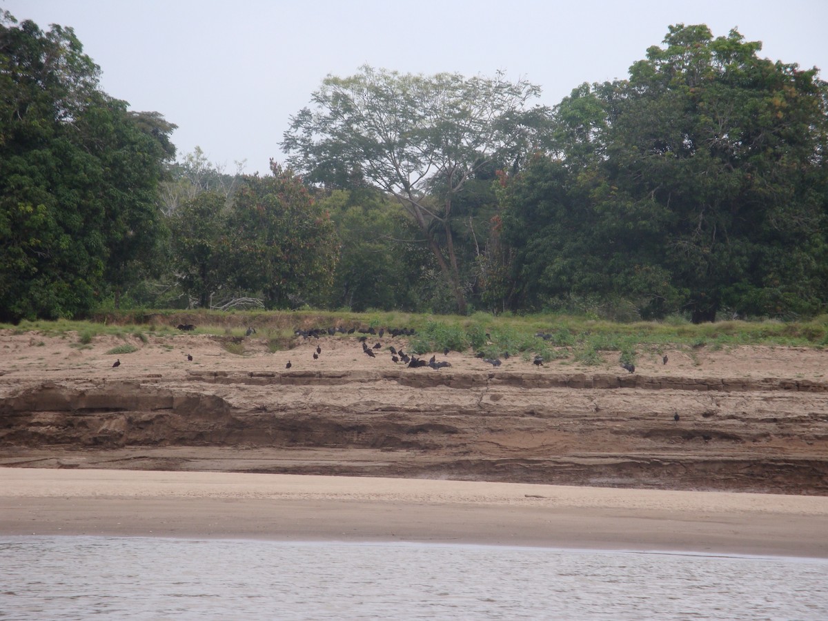 kondor havranovitý - ML646773053