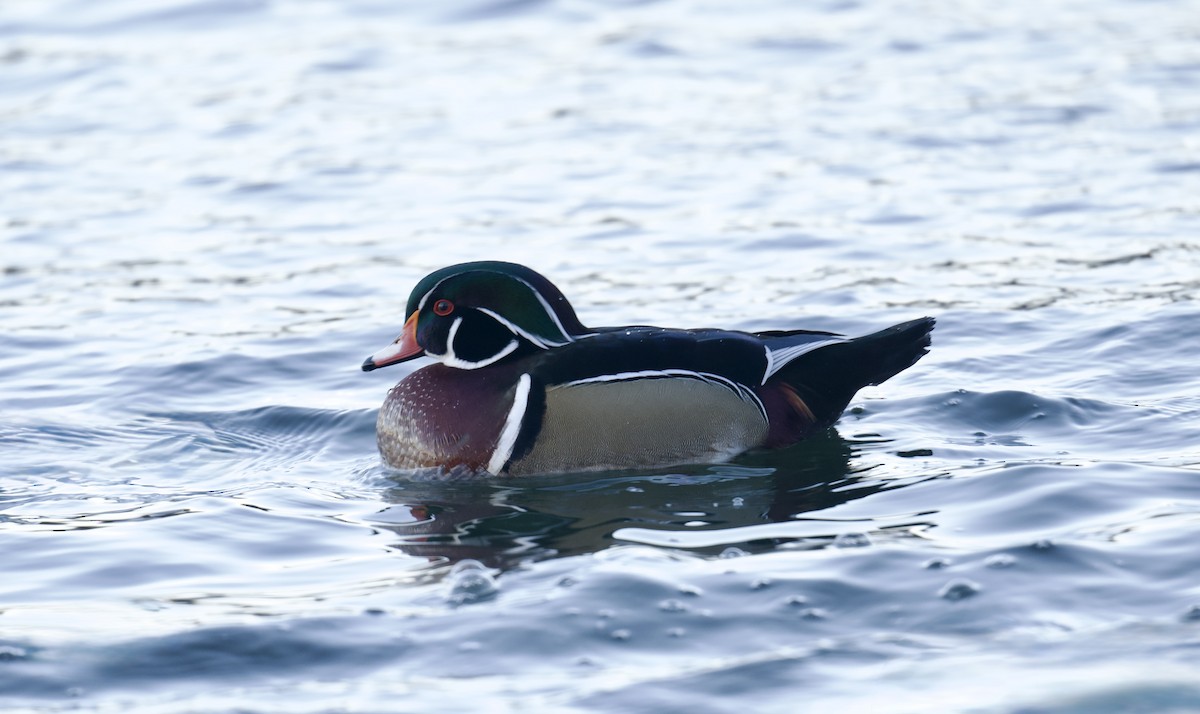 Brautente - ML646773055