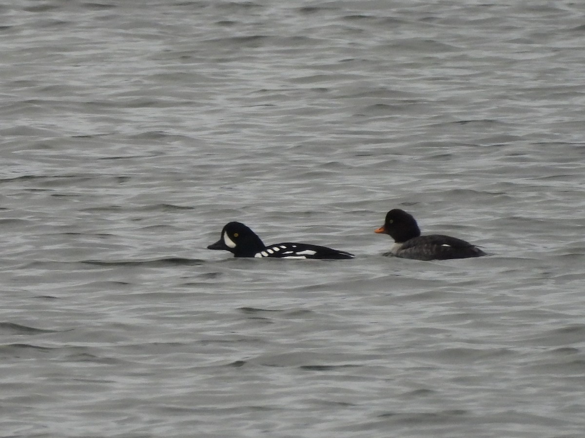 Barrow's Goldeneye - ML646773056