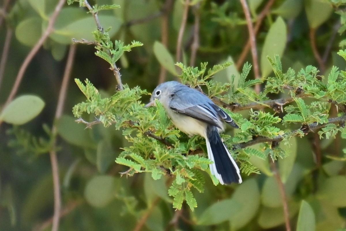 Blue-gray Gnatcatcher (Western) - ML646773057
