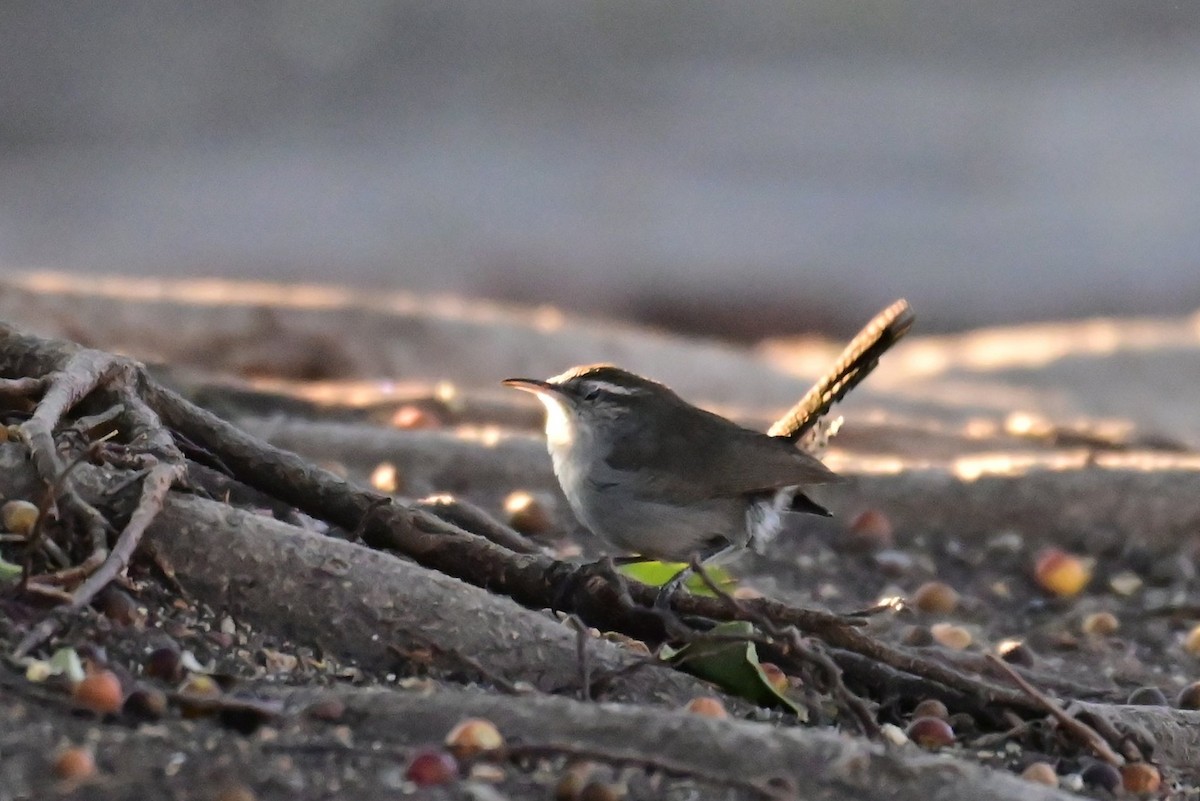 Bewick's Wren (mexicanus Group) - ML646773058