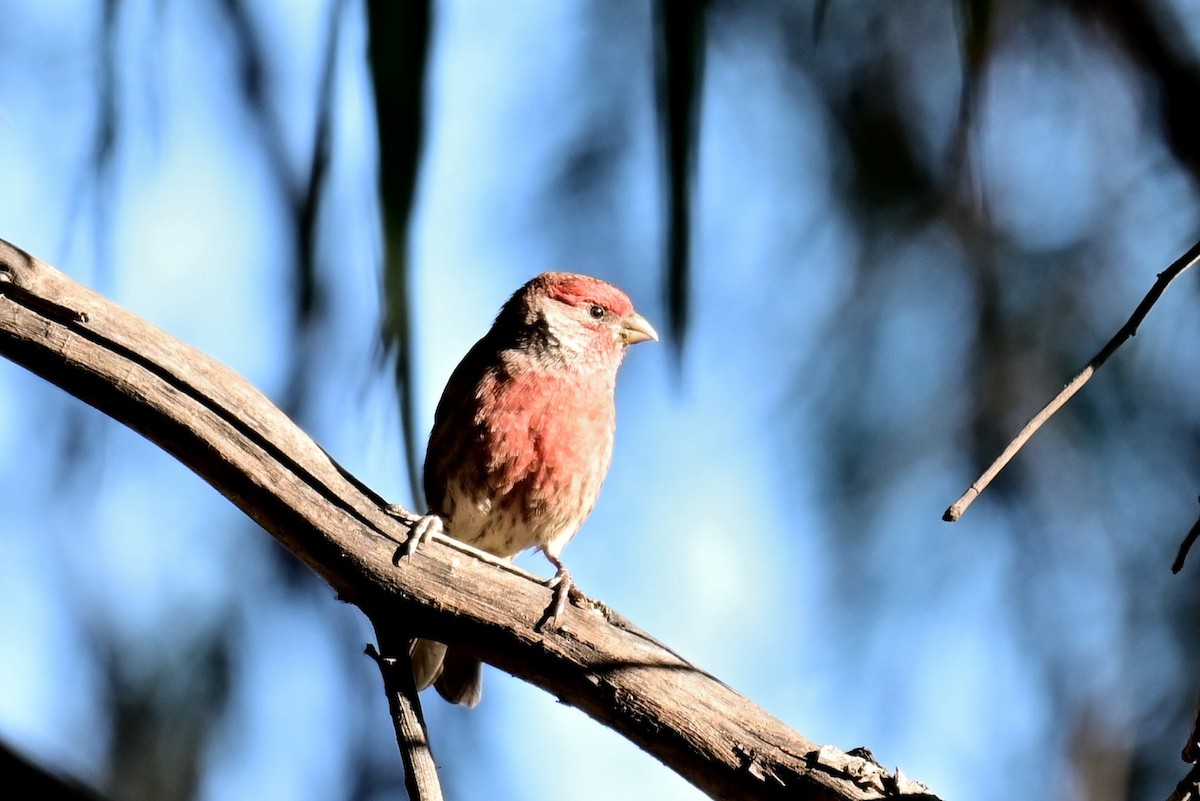 House Finch (Common) - ML646773059