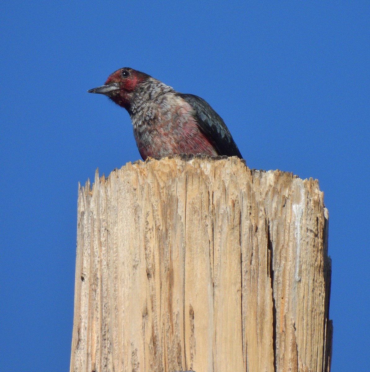 Blutgesichtspecht - ML646773064