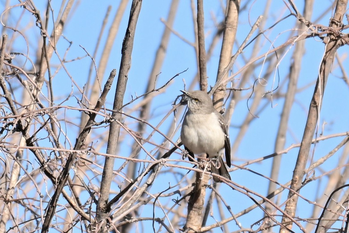 Northern Mockingbird - ML646773067
