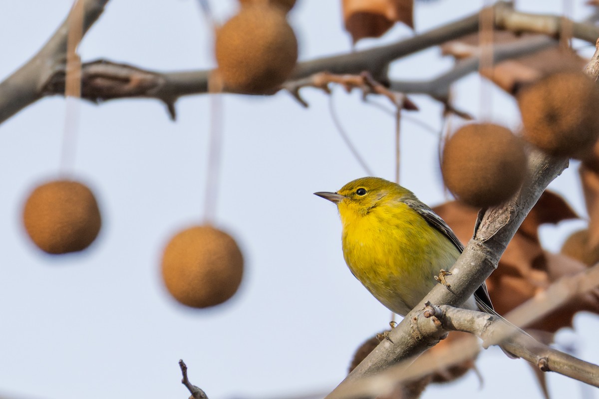 סבכון אורנים - ML646773068