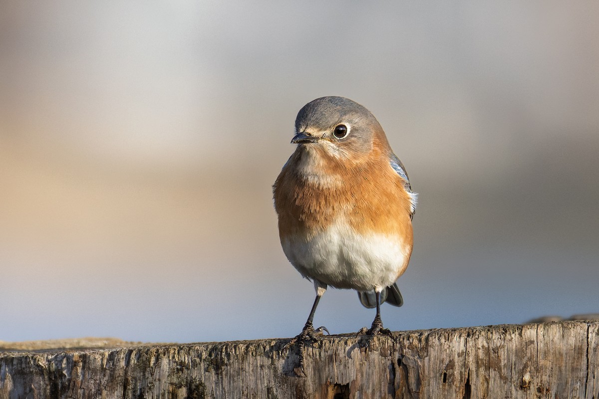 Eastern Bluebird - ML646773070