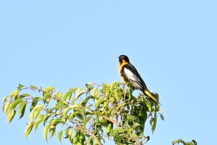 Black-backed Oriole - ML646773071