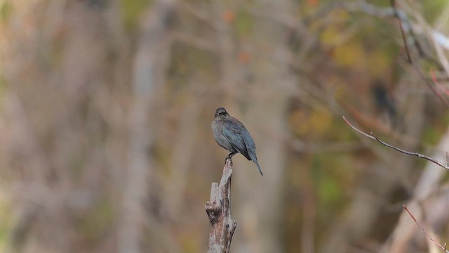 Rusty Blackbird - ML646773073
