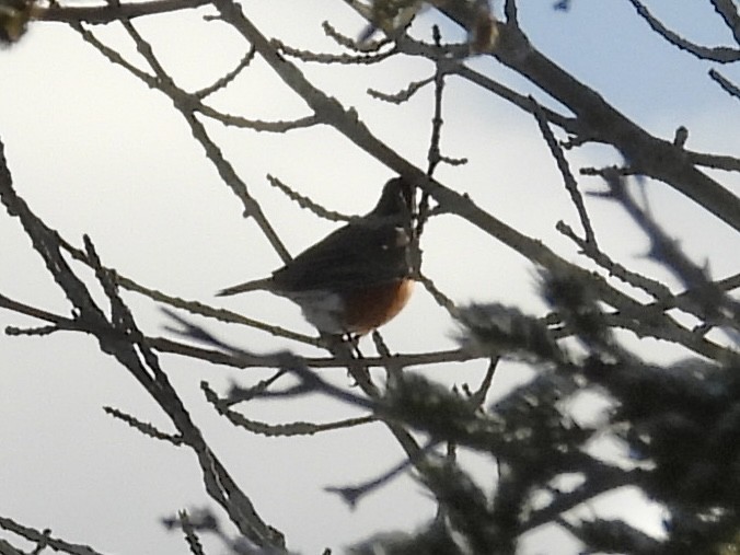 American Robin - ML646773075