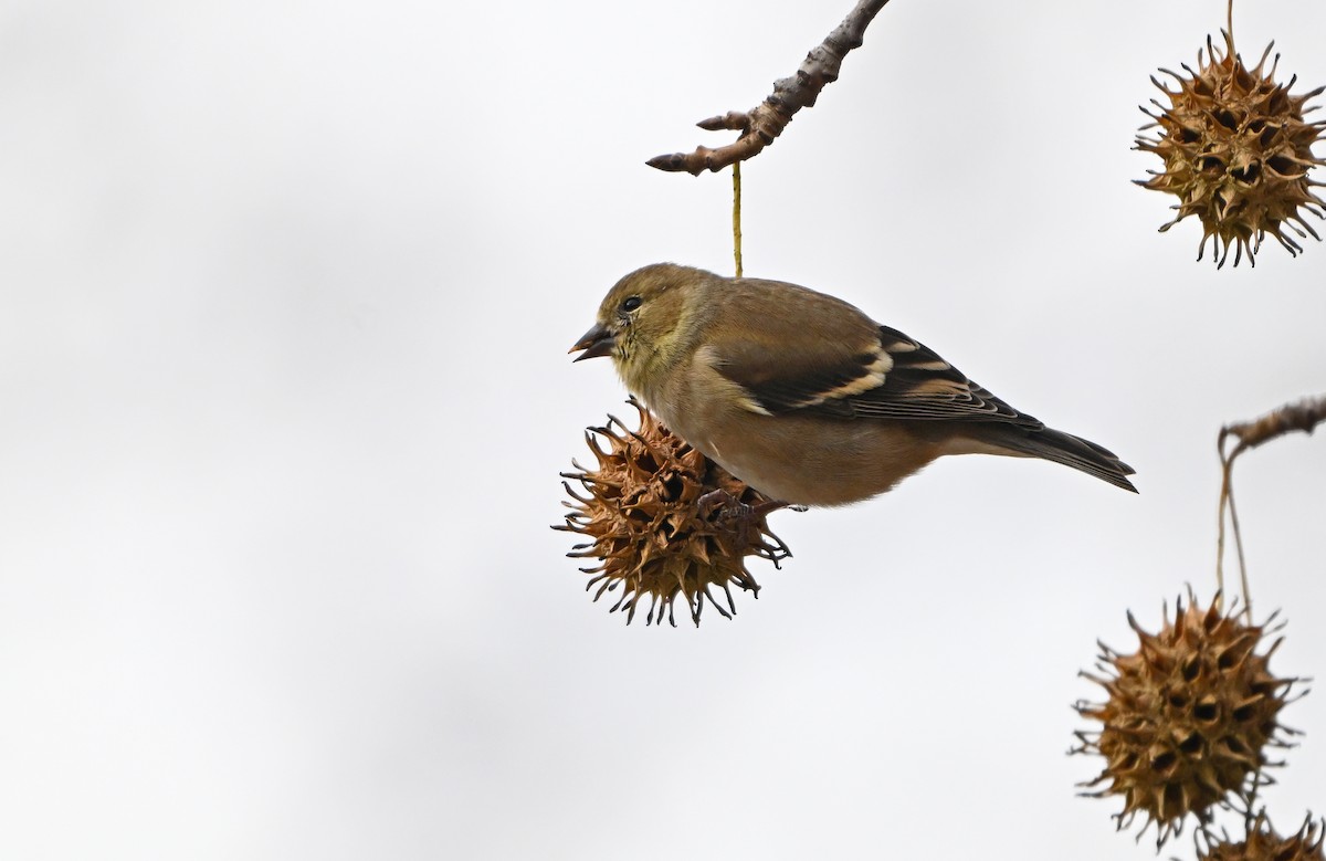 American Goldfinch - ML646773086