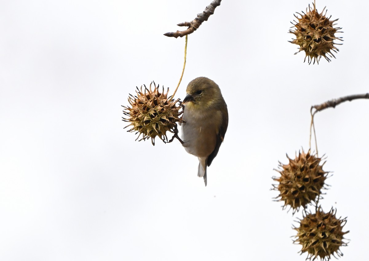 American Goldfinch - ML646773087
