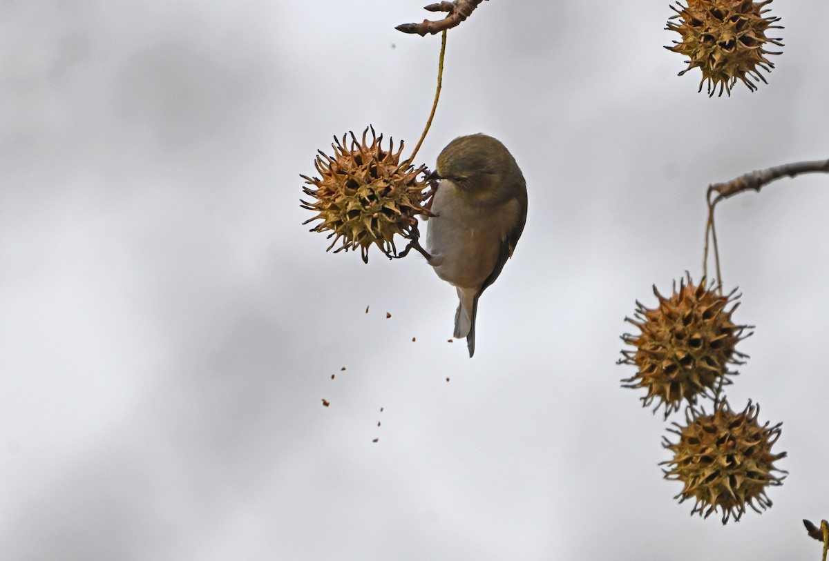 American Goldfinch - ML646773088