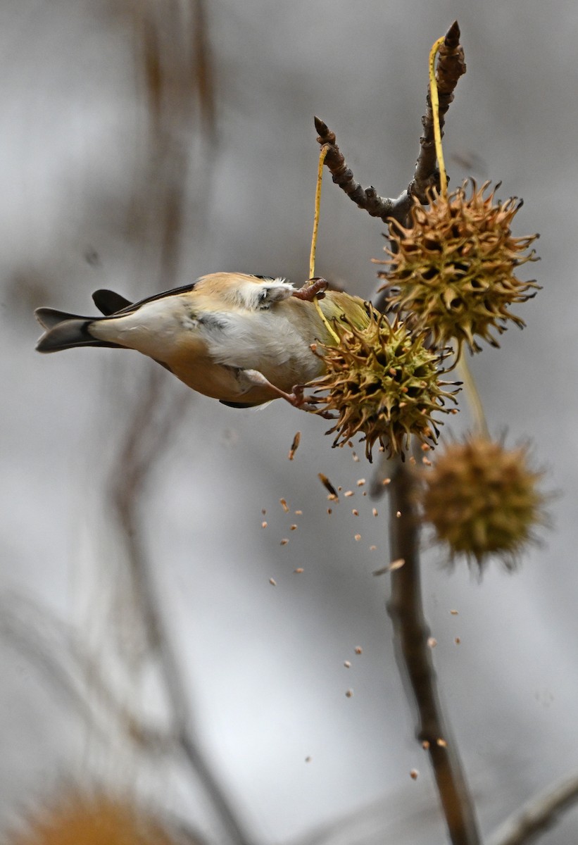 American Goldfinch - ML646773089