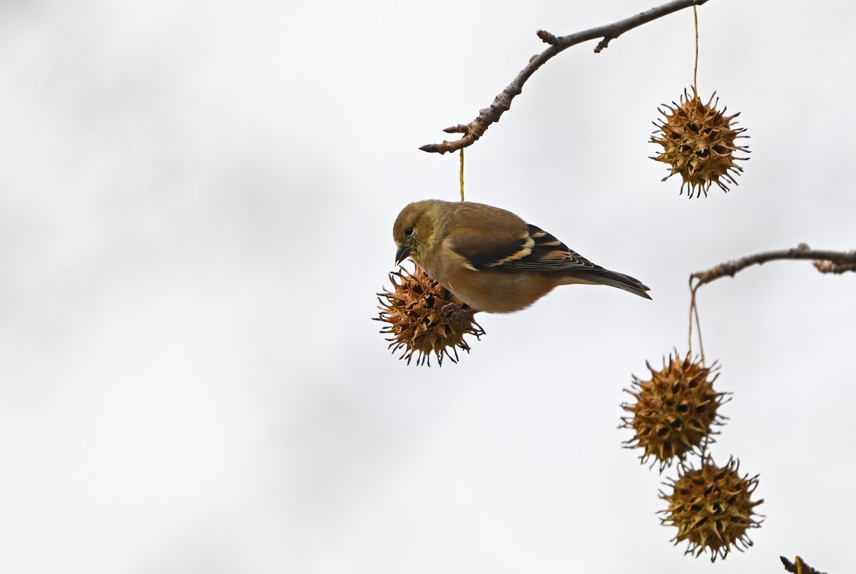 American Goldfinch - ML646773090