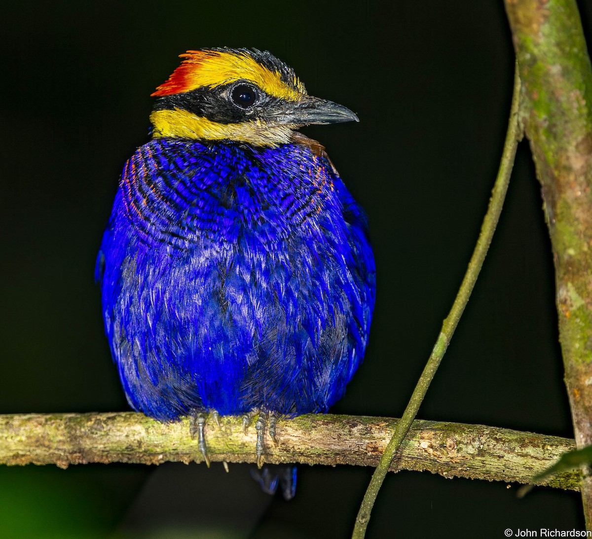 koboltpitta - ML646773093