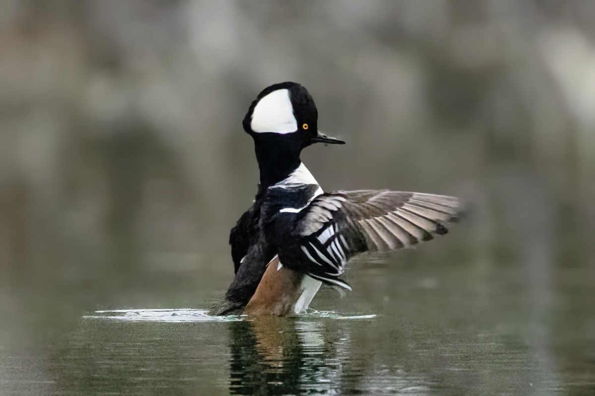 Smergo dal cappuccio - ML646773099