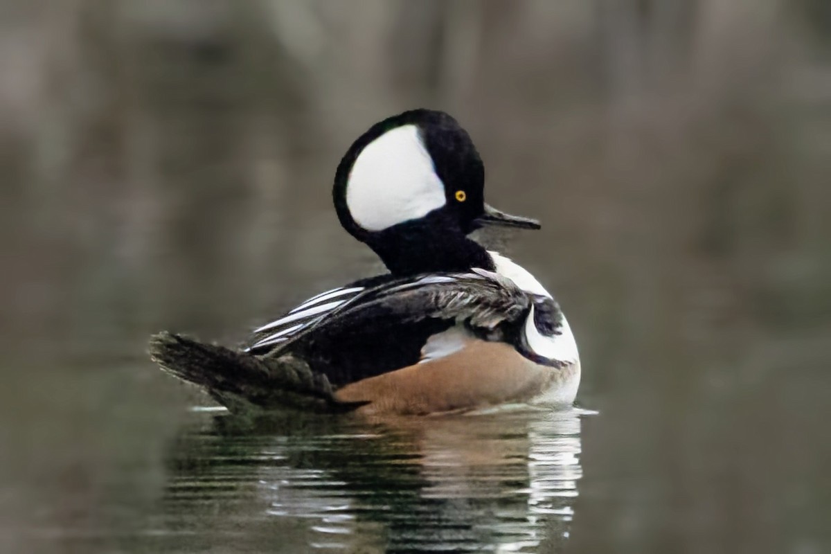 Smergo dal cappuccio - ML646773101