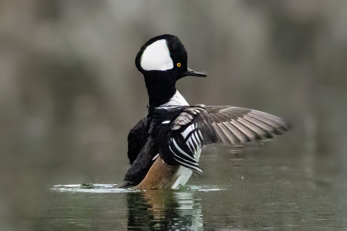 Smergo dal cappuccio - ML646773102