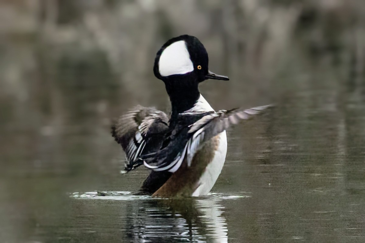 Smergo dal cappuccio - ML646773103