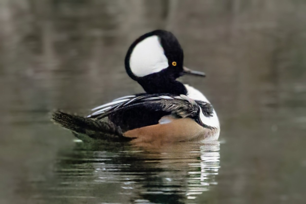 Smergo dal cappuccio - ML646773105