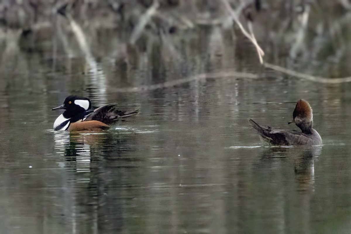 Smergo dal cappuccio - ML646773106