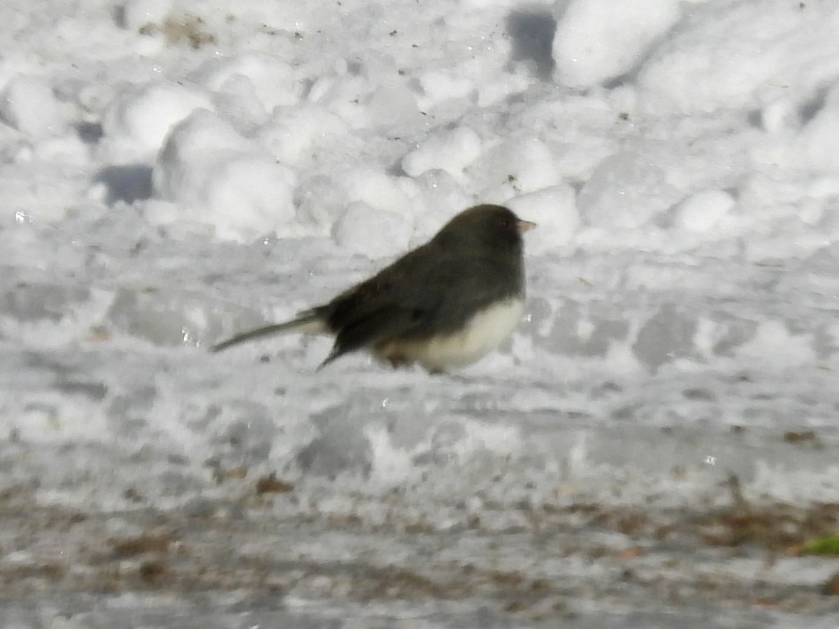 Dark-eyed Junco (Slate-colored) - ML646773110