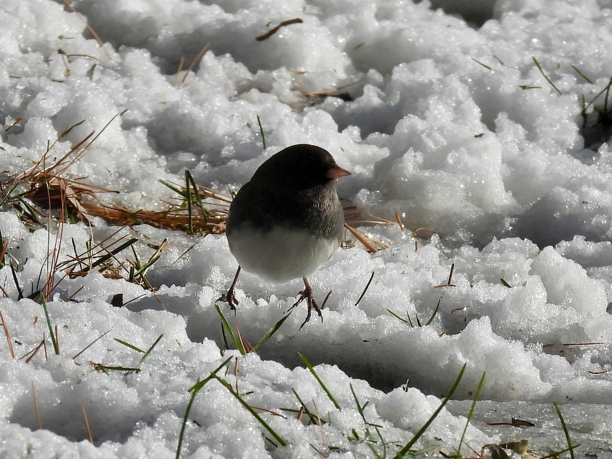 Dark-eyed Junco (Slate-colored) - ML646773111