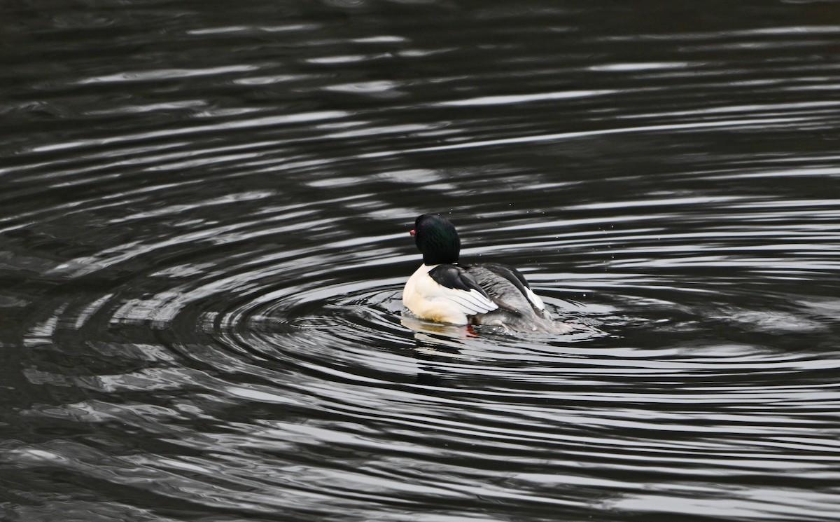 Common Merganser - ML646773113