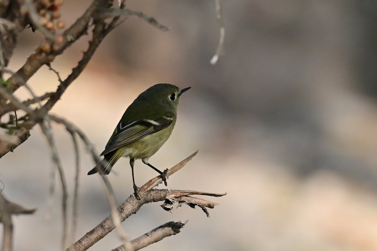 Ruby-crowned Kinglet - ML646773114