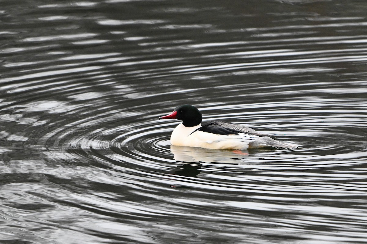 Common Merganser - ML646773115