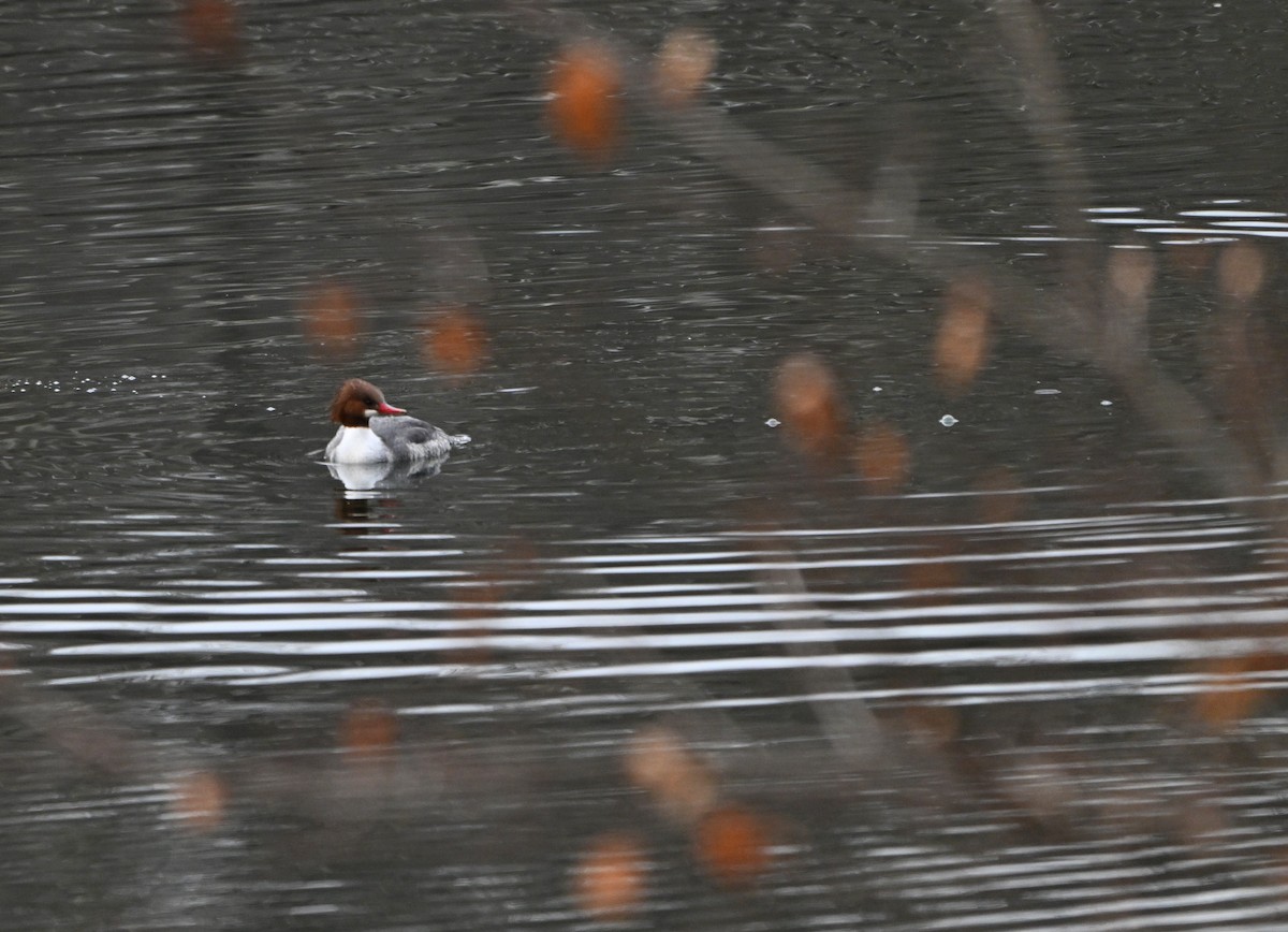 Common Merganser - ML646773116