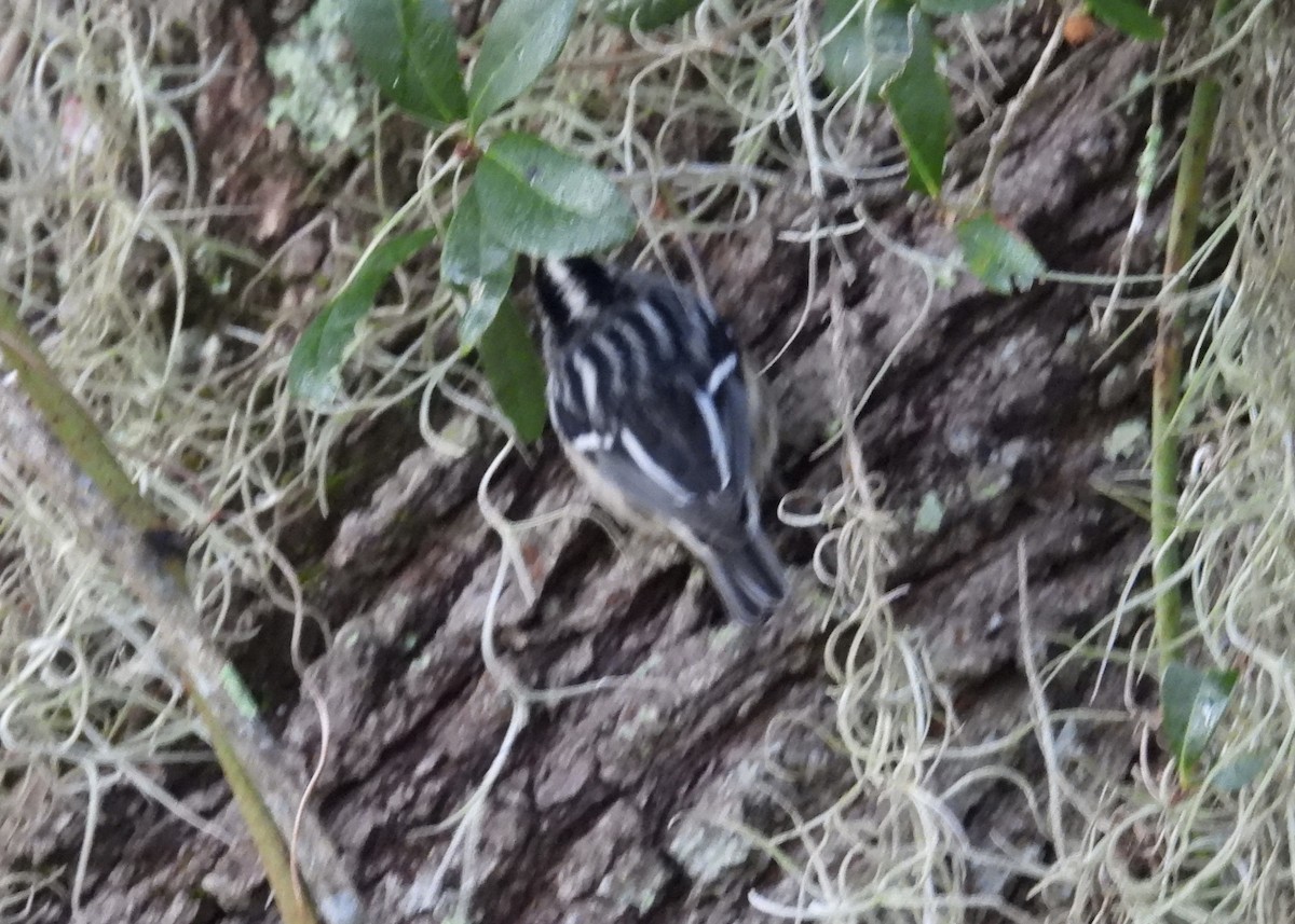 Black-and-white Warbler - ML646773119