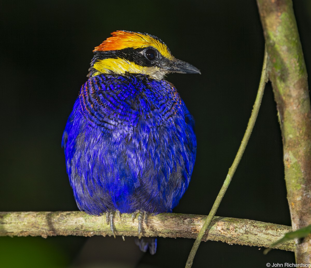 koboltpitta - ML646773126